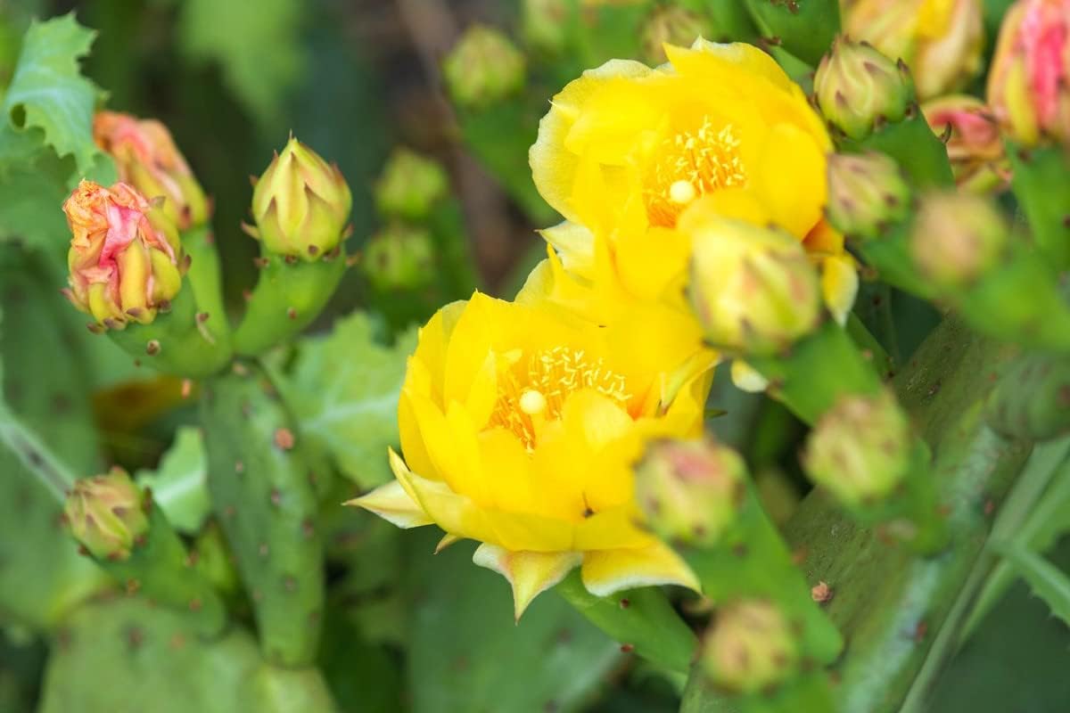 6 almohadillas, cactus de tuna oriental para cultivar, planta suculenta, adornos de jardín perenne fácil de cultivar