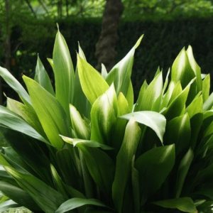 Nuevas semillas frescas de plantas Aspidistra 100pcs Generic Nuevas semillas frescas de plantas Aspidistra 100pcs Generic