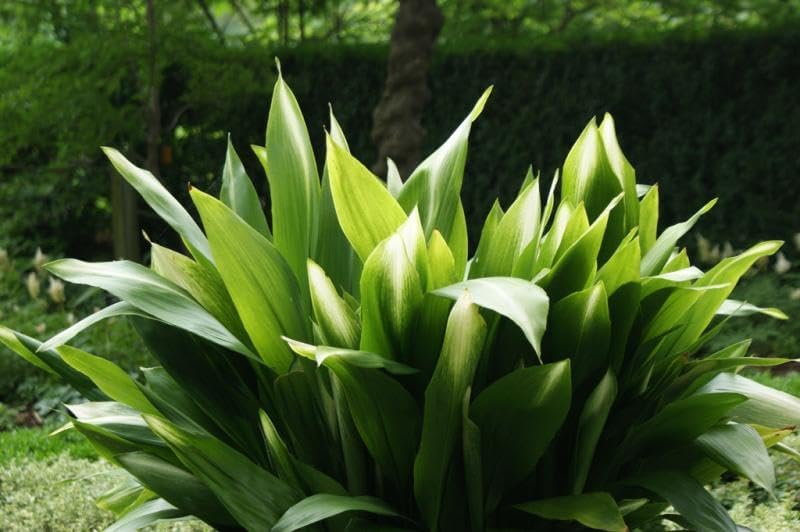 Nuevas semillas frescas de plantas Aspidistra 100pcs Generic