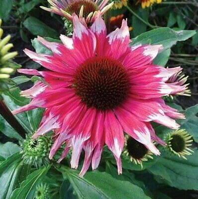 Semillas – 50 Semillas de equinácea blanca y rosa flor de equinácea semilla de flores perennes, semillas en flor