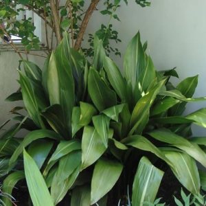 Nuevas semillas frescas de plantas de Aspidistra 60pcs Generic Nuevas semillas frescas de plantas de Aspidistra 60pcs Generic