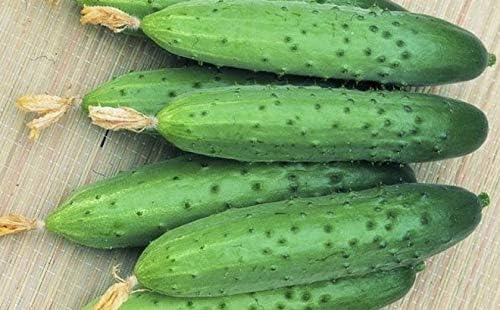 Pepino vegetal April F1 autopolinizado 45 días reliquia para decapado – 10 semillas