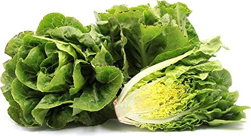 Semillas de lechuga Butterhead “Little Gem” para plantar, más de 1000 semillas de reliquia por paquete, semillas de jardín de Isla (semillas de