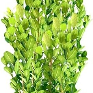 Green Mountain Boj  2 plantas vivas de tamaño galón  Elegante Ôrbol de hoja perenne en forma de pirÔmide, ideal para topiario y paisajismo, Green Mountain Boj  2 plantas vivas de tamaño galón  Elegante Ôrbol de hoja perenne en forma de pirÔmide, ideal para topiario y paisajismo,
