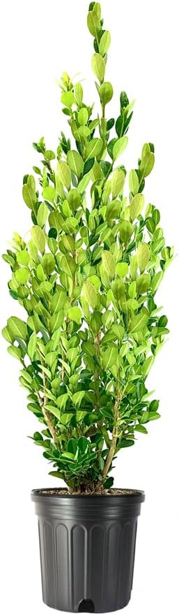 Green Mountain Boj  2 plantas vivas de tamaño galón  Elegante árbol de hoja perenne en forma de pirámide, ideal para topiario y paisajismo,