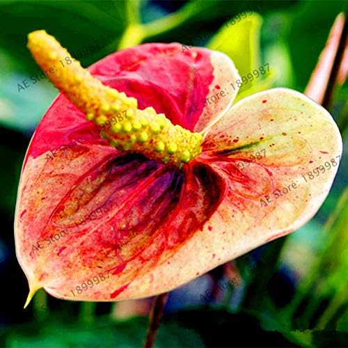 Semillas frescas de plantas de anturio 100pcs para plantar azul cielo azul