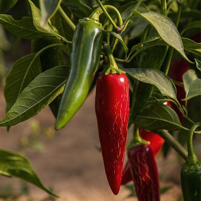Pepper Joe’s Colección de semillas para amantes del jalapeño  Deliciosas variedades de pimiento jalapeño para plantar en tu jardín  Más de 50