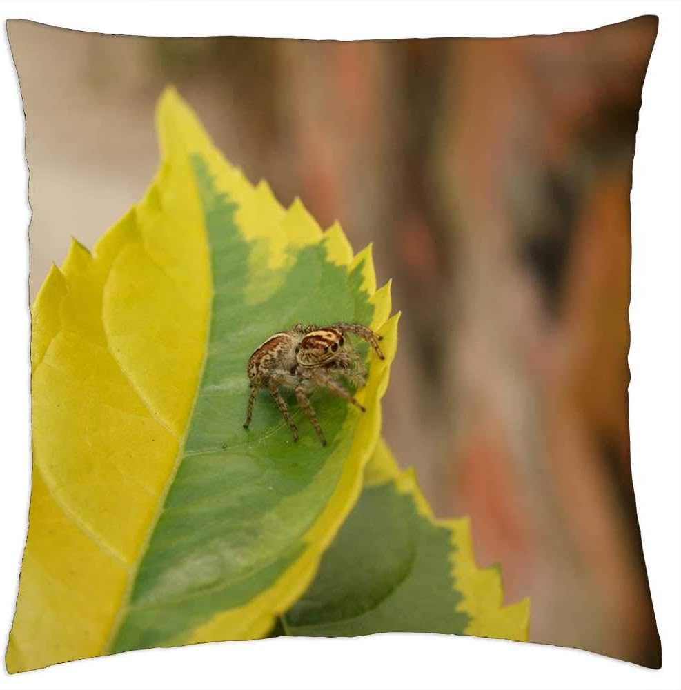 Throw Pillow Cover (16×16 inch) – Nature Insects Spider Fly The Virginia Quindio 3