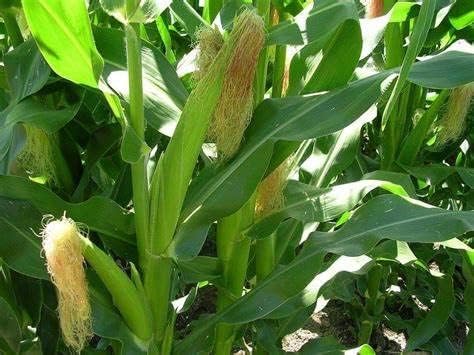 Trucker’s Favorite – Semillas de maíz amarillas para plantar 80 semillas de reliquia no transgénica para jardín, vegetales, a granel, supervivencia,