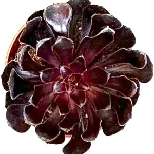 The Waterspout  Colecciones de Cactus y Suculentas de 4″ (Rosa Negra Aeonium Arboreum ‘Zwartkop’) The Waterspout  Colecciones de Cactus y Suculentas de 4″ (Rosa Negra Aeonium Arboreum ‘Zwartkop’)