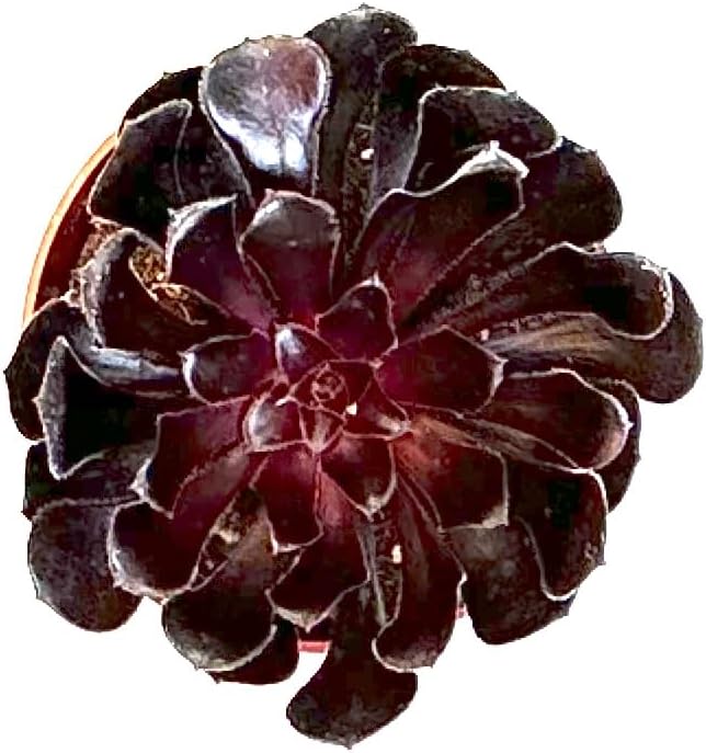 The Waterspout  Colecciones de Cactus y Suculentas de 4″ (Rosa Negra Aeonium Arboreum ‘Zwartkop’)