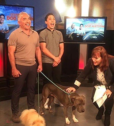 Cesar Millan Correa deslizante para perro, correa de entrenamiento (regular, gris)