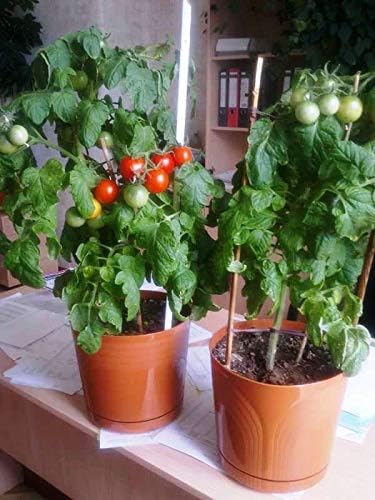 KIRA SEEDS – Tomate rojo de interior – Planta durante todo el año – Vegetales tradicionales – Sin OMG