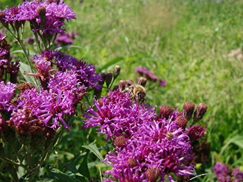 100 semillas de Missouri Ironweed Monarch Flower Native Purple Vernonia Missurica Seeds
