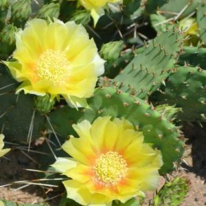 6 almohadillas, cactus de tuna oriental para cultivar, planta suculenta, adornos de jardín perenne fácil de cultivar 6 almohadillas, cactus de tuna oriental para cultivar, planta suculenta, adornos de jardín perenne fácil de cultivar