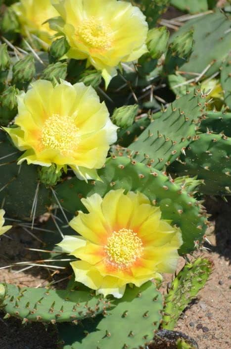 6 almohadillas, cactus de tuna oriental para cultivar, planta suculenta, adornos de jardín perenne fácil de cultivar