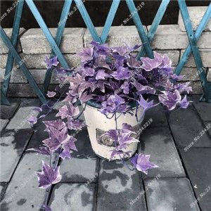 Nuevas semillas frescas de hiedra morada de 60 piezas Generic Nuevas semillas frescas de hiedra morada de 60 piezas Generic