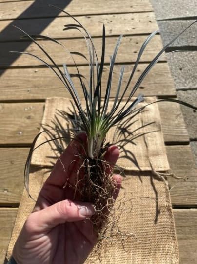 15 plantas de césped decorativas Black Mondo