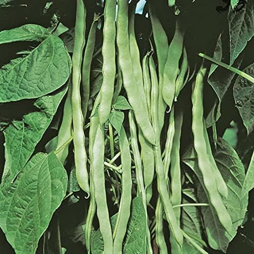 MITRAEE Semillas de verduras de judías romanas