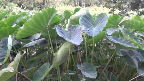 2 bulbos de oreja de elefante verde para cultivo  Coco Yam, Colocasia Esculenta, Eddo comestible, Taro