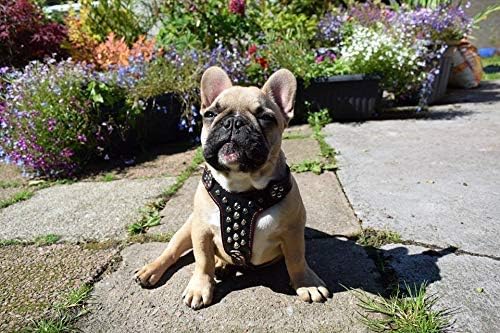 Bestia Arnés de cuero con tachuelas. Talla Bulldog Francés. 100% cuero. Hecho a mano en Europa