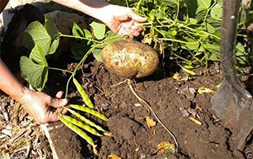 True Jicama Seeds, Pachyrhizus erosus a.K.a, frijol de ñame trepador, nabo mexicano (40 semillas)