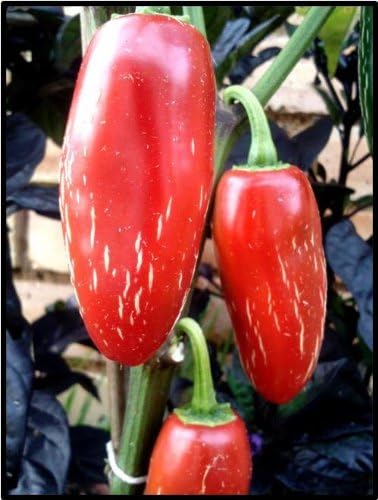 Clovers Garden Plantas de pimiento jalapeño suave, dos (2) plantas vivas, sin OMG, sin semillas, cada una de 4 a 8 pulgadas de alto en macetas de 4