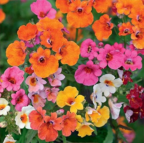 Nemesia Carnival Mix Flores anuales ornamentales de interior para plantar