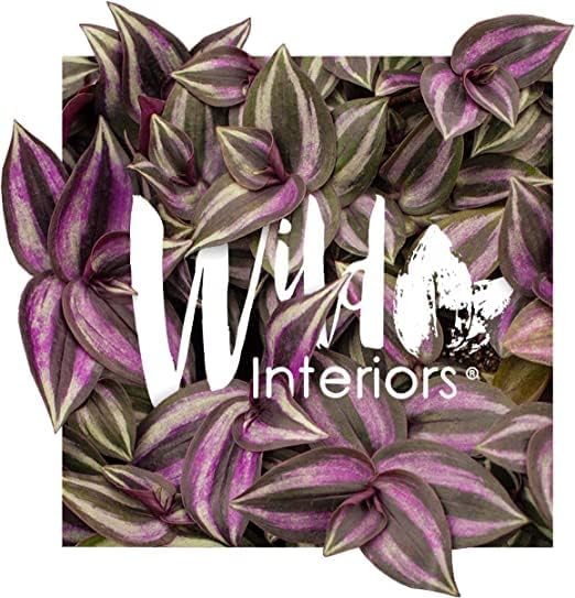 Wild Interiors – Filodendro rosa princesa en cerámica rosa mate, planta rara, planta de interior viva, hojas abigarradas, totalmente enraizadas,