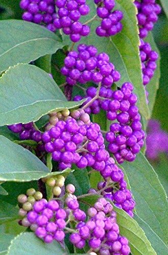Callicarpa Americana Beautyberry Exótico Florida Native Fruit Bird Seed 30 Semillas
