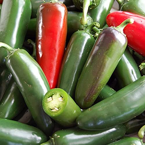 Todd’s Seeds Jalapeño M Semilla de reliquia de pimiento picante – Paquete de 0.04 oz