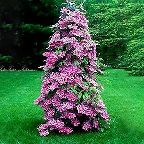 100 piezas de semillas de flores de clemátide de vides perennes trepadoras Clematis semillas de plantas decoración de jardín – (Color PeachPuff)