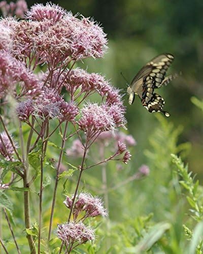 Spotted Joe Pye Weed 100 Semillas Dulce Eutrochium maculatum