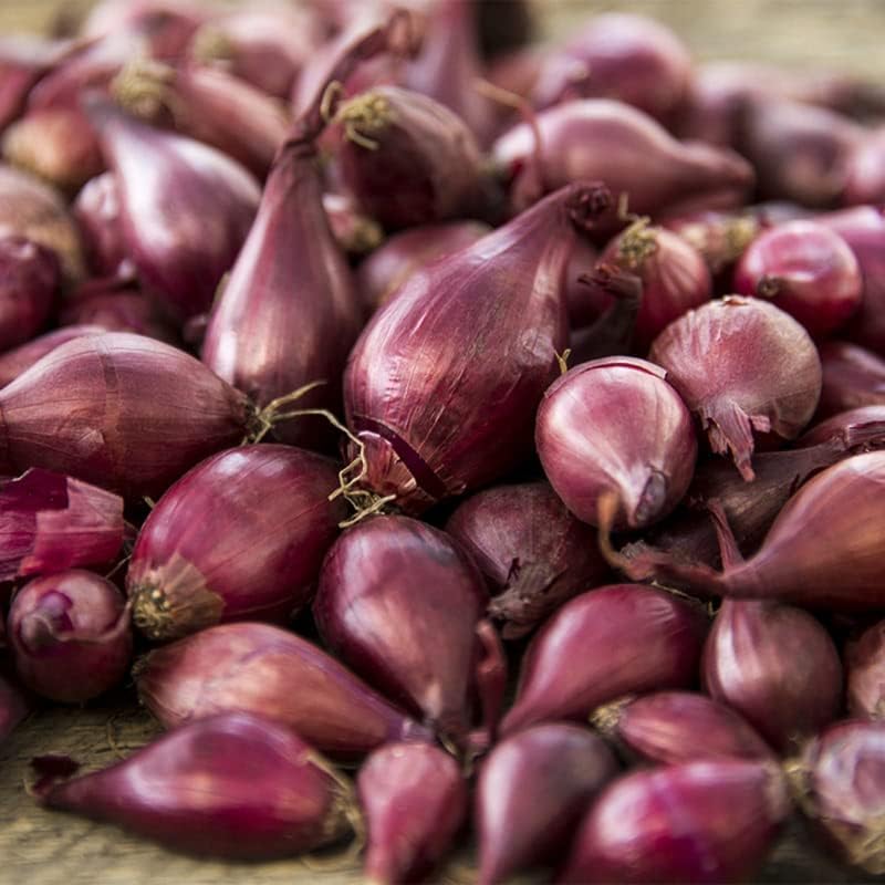 30 Juegos de cebolla roja Bulbos Juegos de cebolla Jardinería de otoño y primavera