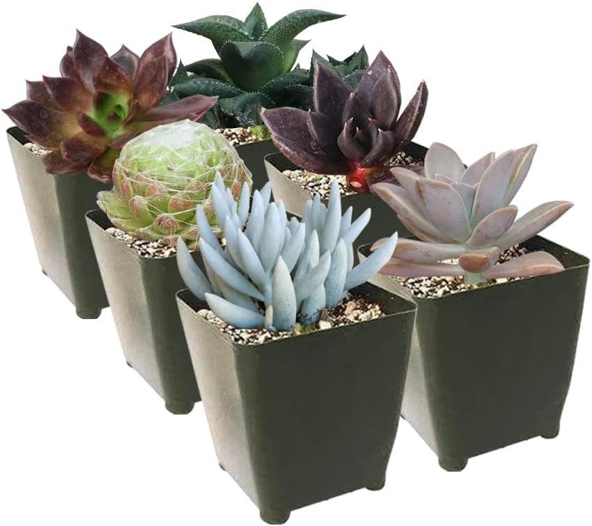 Paquete de suculentas espeluznantes de Halloween  Juego de 246810243648 plantas suculentas únicas (2 suculentas)