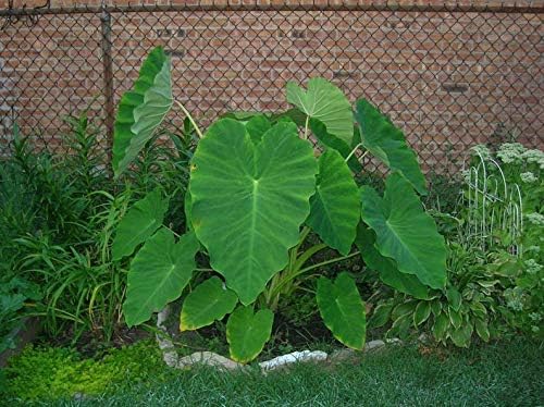 Bombillas vivas Colocasia oreja de elefante enorme hoja Esculenta oreja de elefante Taro Gabi Kalo Eddo Bulbos listos para cultivar planta de jardín