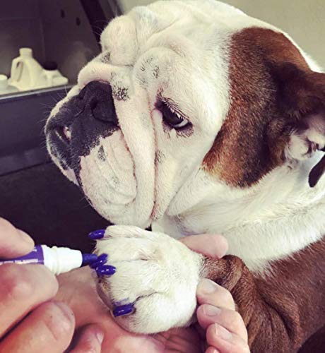 Warren London Pawdicure – Bolígrafos de esmalte de uñas para perro, secado rápido, bajo olor, accesorios no tóxicos para perros, ideales para