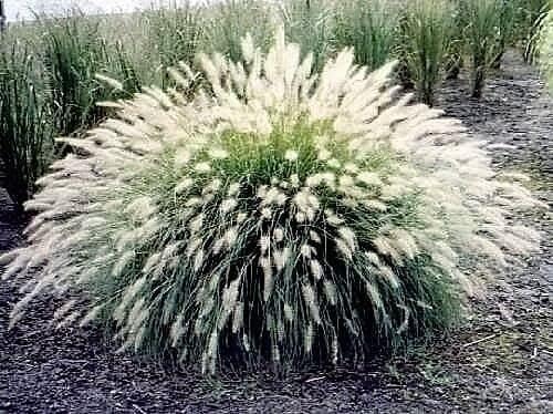 30 Semillas Blanco Fuente Hierba Pennisetum Villosum Ornamental Flor Edlcy (Semillas)