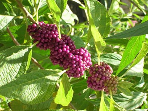 Callicarpa Americana Beautyberry Exótico Florida Native Fruit Bird Seed 30 Semillas