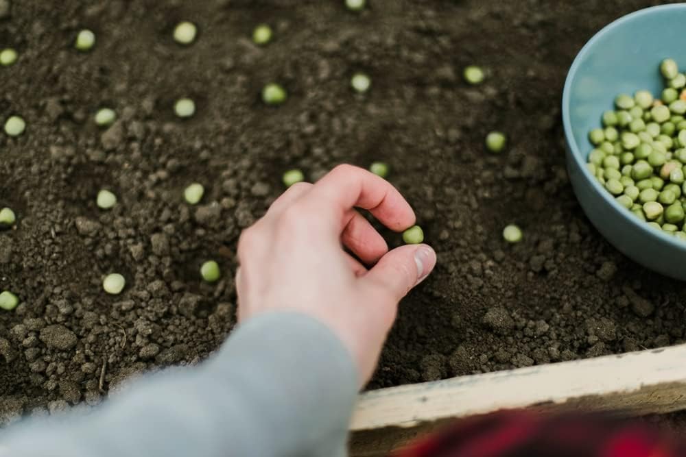 Semillas de guisantes de jardín “Green Arrow” para plantar, más de 50 semillas de reliquia por paquete, semillas de jardín de Isla (semillas de