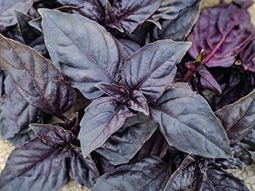 Semillas de albahaca dulce de ópalo oscuro para plantar, más de 500 semillas de hierbas tradicionales por paquete, semillas de jardín de Isla