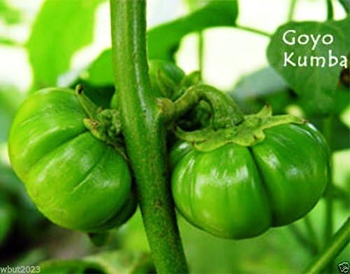 Berenjena Goyo Kumba, perfecta para el macizo de flores y el huerto, de África (30 semillas)