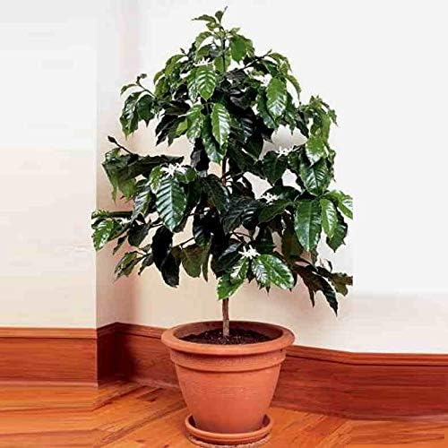 Semillas Árbol de café árabe Enano Montaña Perenne Jardín Flores para Plantar No GMO
