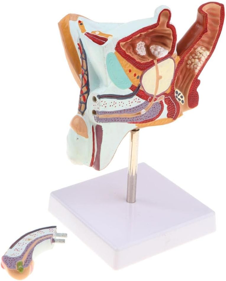 Modelo de sistema urinario de reproducción masculina humana 11 Lifesize