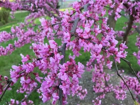 Plántulas de árbol de Redbud oriental para plantar, increíbles flores de primavera rosadas (1 plántula) – No se envía a California
