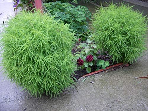 Seeds4planting – Semillas Verano Ciprés Ardiente Arbusto Kochia Flores Anuales 500 Semillas