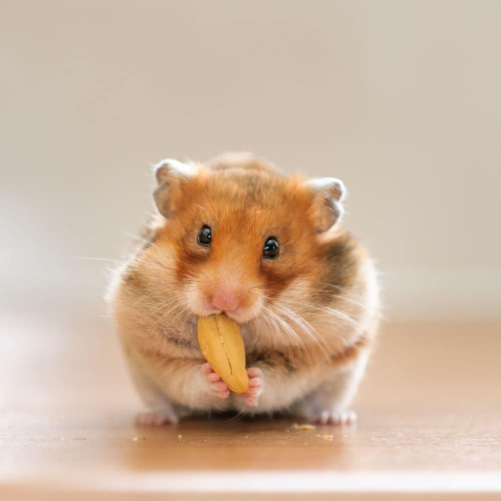 Sunseed Vita Sunscription Diet Hamster Gerbil Food (2.5 libras) con golosinas Trail Mix (5 onzas) – Paquete de folletos masticables y divertidos