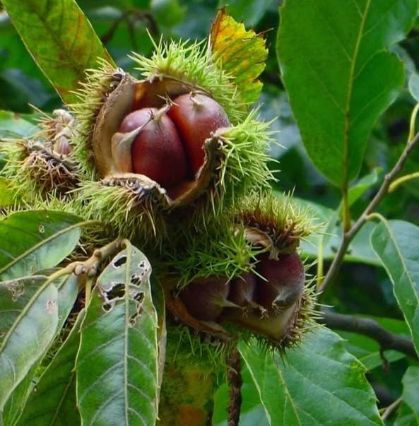 Plántula híbrida de castaño para plantar (plántula de 1 año) – Los mejores castaños para ciervos de cola blanca – Castanea dentata x mollisima – No