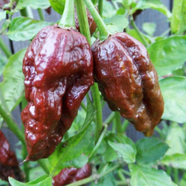 Magic Plant Magic Plant – Polvo de pimienta fantasma de chocolate – Chocolate Bhut Jolokia – Chile molido fino – Chile intensamente picante  800K –