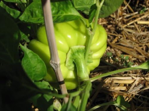 100 Pimiento Pimiento (rojo dulce PimientioItalianelleQueso, Asado, Freír Pimienta) Capiscum Annuum